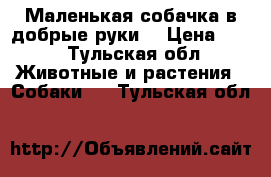 Маленькая собачка в добрые руки. › Цена ­ 10 - Тульская обл. Животные и растения » Собаки   . Тульская обл.